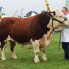 Gillingham and Shaftesbury Show 2019